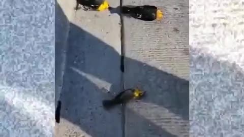 Hudreds of blackbirds falling from the sky and crashing into pavement in Mexico