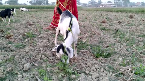 Goat eating grass on field