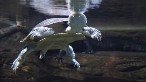 Turtle Swimming Calmly Through The Water