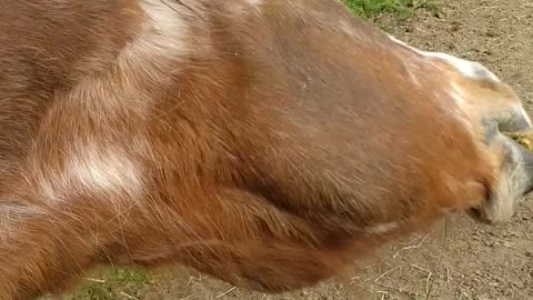 Sweet Senior Horse Loves Her Scratches