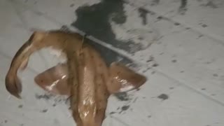 Catching horn shark!!