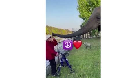 Funny Elephant KISS his OWNER Showing Love