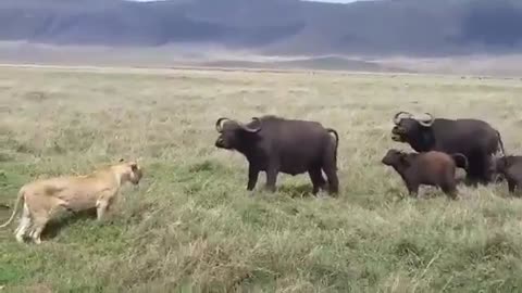 Lion trying to hunt a baby Buffalo in Ngorongoro Crater