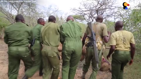 Baby Elephant Loses Entire Family To Poachers | The Dodo