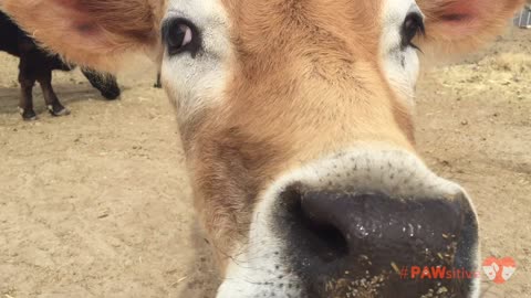 Extra friendly cow hands out kisses