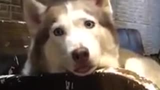 Husky caught making hilariously confused face