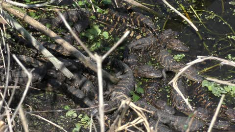 small american alligators sunning in the swamp