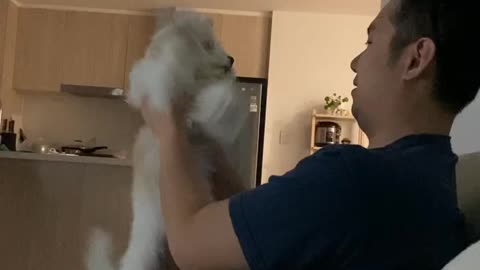 Puppy learning self-defense skills