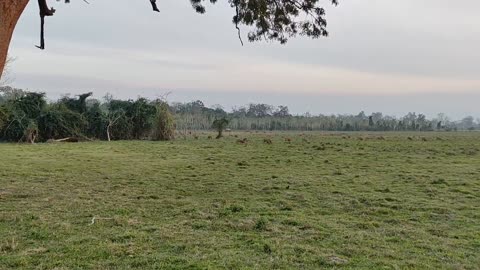 One horn rhino...wild animals in the jungle