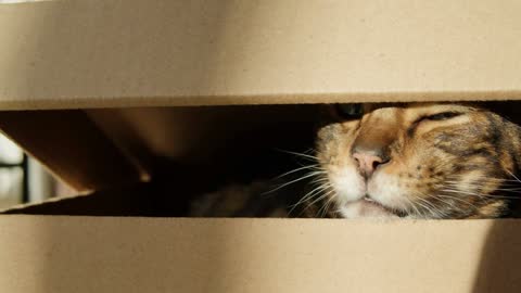 Bengal cat sitting in cardboard box in living room