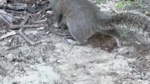 Have You Ever Seen a Squirrel so into Enjoying his Nut_