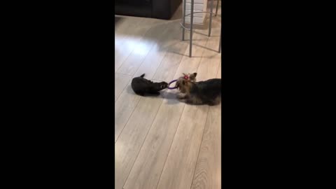 Pup & ferret best friends play tug-of-war