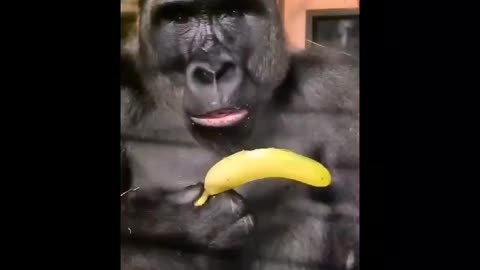 How do you eat a Banana?