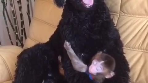 baby monkey clinging on dog ****