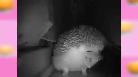 The hedgehog farted and sneezed at the same time