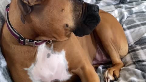 Boxer Dog Doesn't Know Who Destroyed Bed