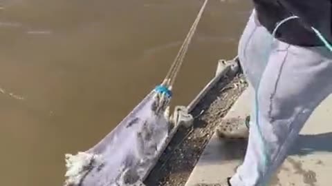 Woman catches net full of Herring first try