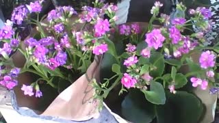Beautiful little pink, purple and lilac flowers at the flower shop [Nature & Animals]
