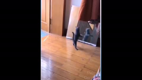 Funny cat part 1 scared to mirror