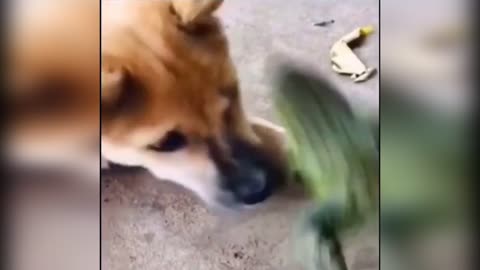 Frog attacks dog