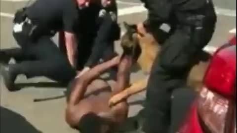 Rabid police dog bites handcuffed man