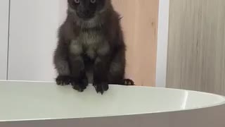 To take a bath or not to take a bath... - funny cats