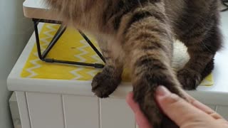 Cat shakes hand every meal time.