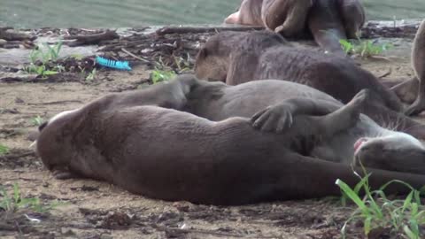 Smooth-coated Otter