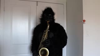 When The Saints Go Marching In - Gorilla costumer - on Saxophone