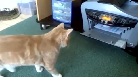 WATCH CAT ATTACKS PRINTER (FUNNY!!)