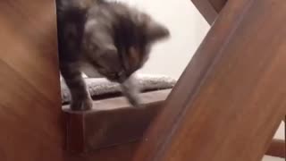 Meowing kitten falls down stairs