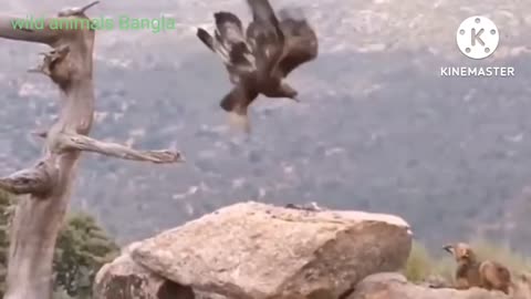 This is how Eagles hunt most Dangerous wild Animals video