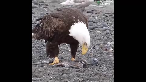Huge Bald Eagle Casually Walking on the Beach Amid Flock of Seagulls