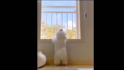 Cute White Puppy and Funniest