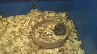 Lazy dwarf hamster eating inside of the bowl filling his belly with food [Nature & Animals]