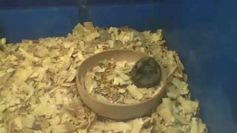 Lazy dwarf hamster eating inside of the bowl filling his belly with food [Nature & Animals]