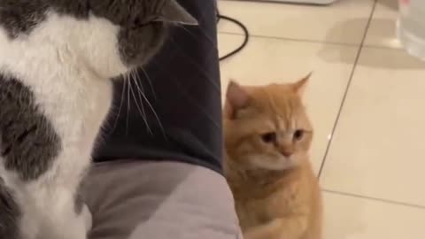 Smart cats| kitty cat videos
