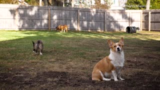 Music slow motion video of dogs running out of door and in backyard following owners camera