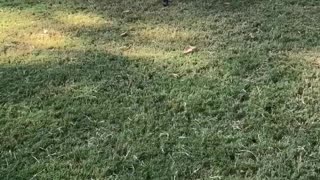 Corgi Fun At Dog Park