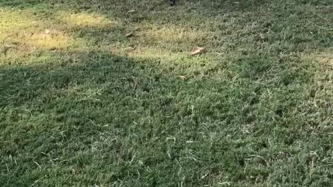 Corgi Fun At Dog Park