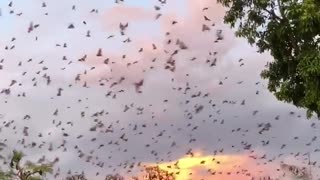 Flying Foxes Fill Evening Sky