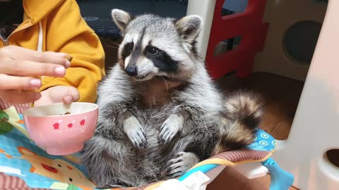 Pampered pet raccoon gets hand fed like a baby
