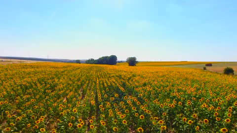 Sunflower Field