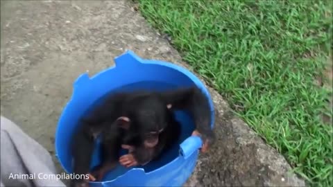 Cuddly Baby Chimpanzees