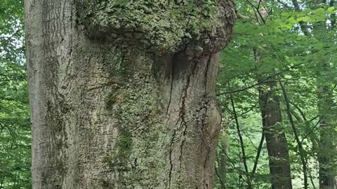 A tree like us: It gets pimples when it breathes through its nose #mockumentary #nature