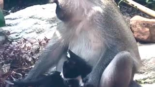 Monkey Holds and Strokes Kitty