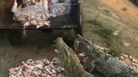 Happy with group of crocodile , How do you think that feeding time