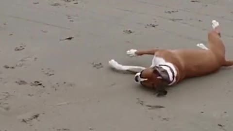 Silly dog does a flip trying to get the ball on the beach