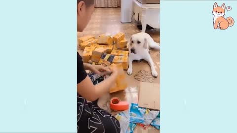 DIE LAUGHING at this Funny DOG videos