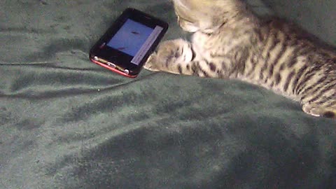 Kitten plays on phone